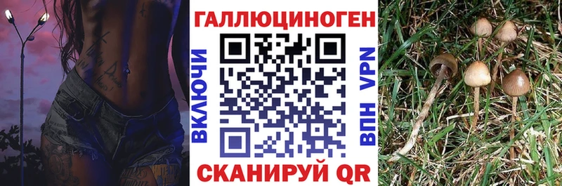 нарко площадка наркотические препараты  хочу наркоту  Белокуриха  Галлюциногенные грибы Cubensis 